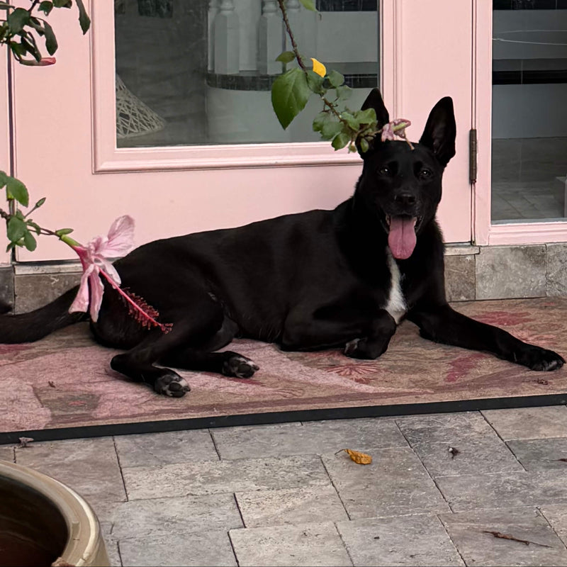 Beautiful female adoptable black shepherd mix
