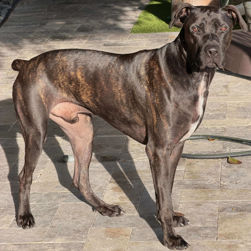 beautiful adoptable brindle Great Dane Mix